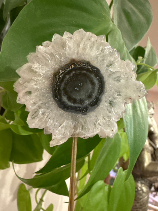 MG Flower Stalactite