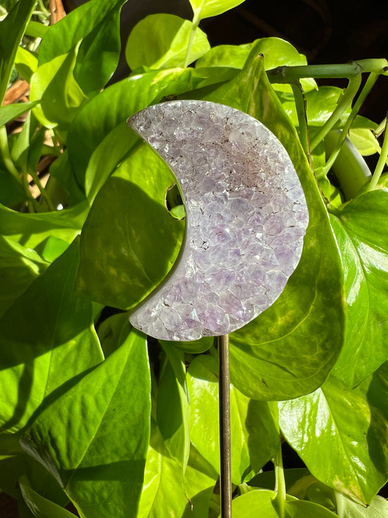 Libra Amethyst Moon Plant Crystal