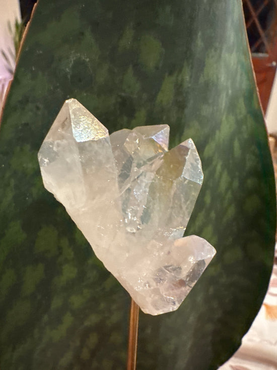 3/2 Angel Aura