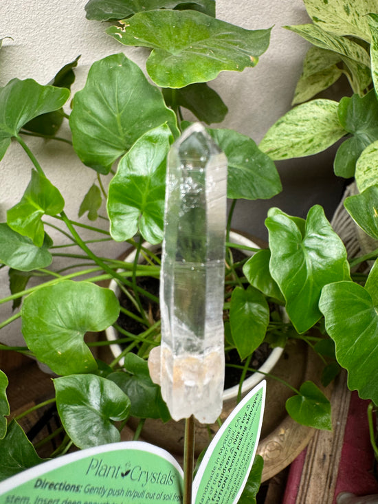 4/21 Clear Lemurian Quartz