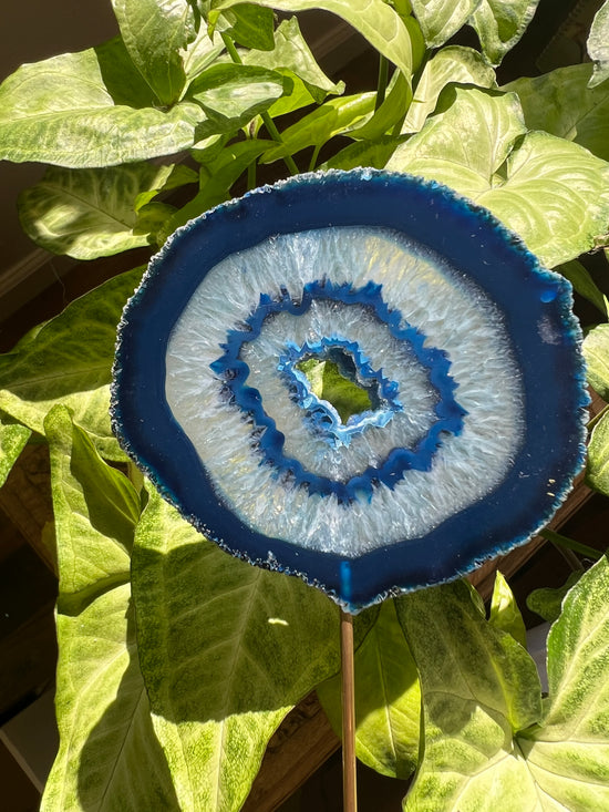 8/17 Blue Agate Plant Crystal