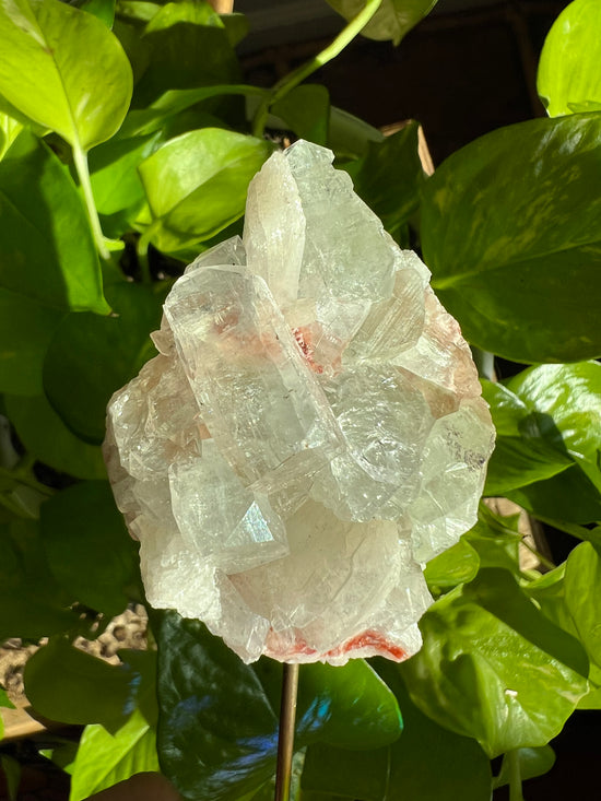 Apophyllite Plant Crystal