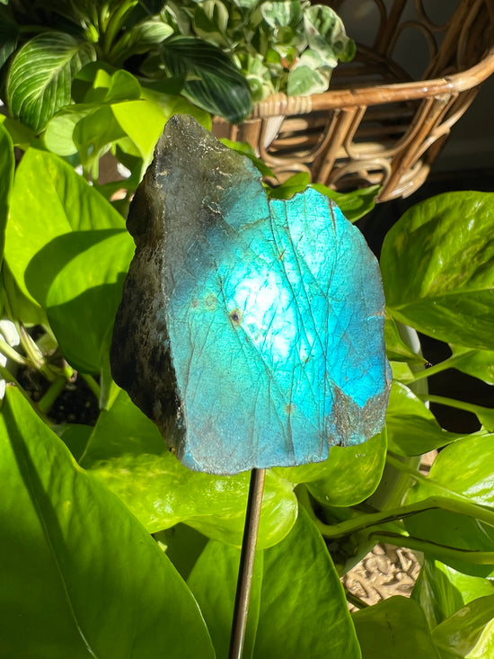 Sirius Labradorite Plant Crystal