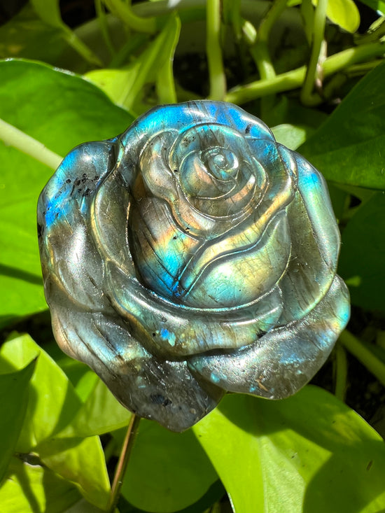 Abundance Labradorite Rose