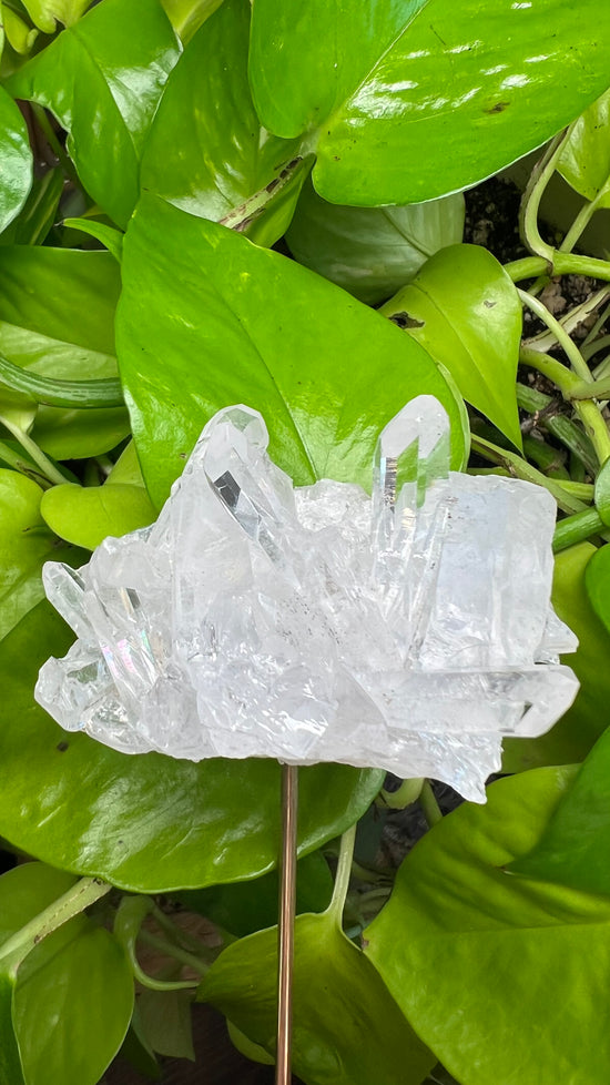 Quartz Cluster Plant Crystal