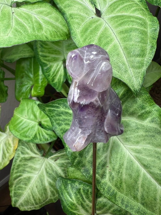 9/24 Amethyst Dog Plant Crystal