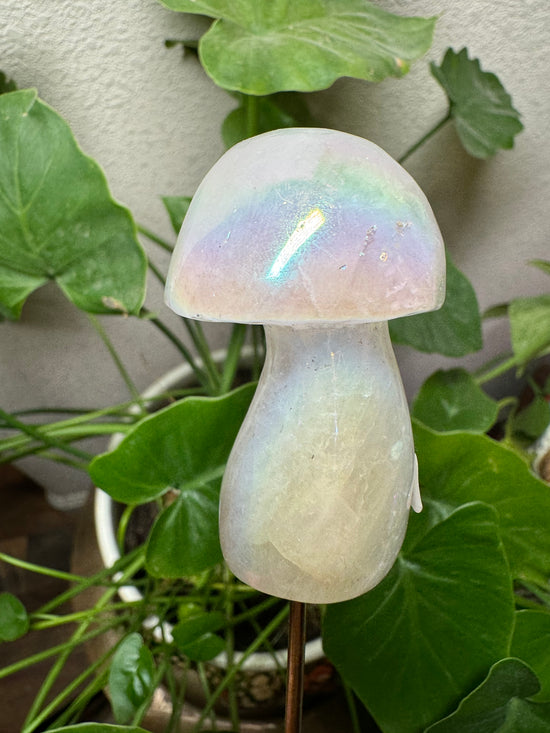 6/23 Angel Aura Mushroom