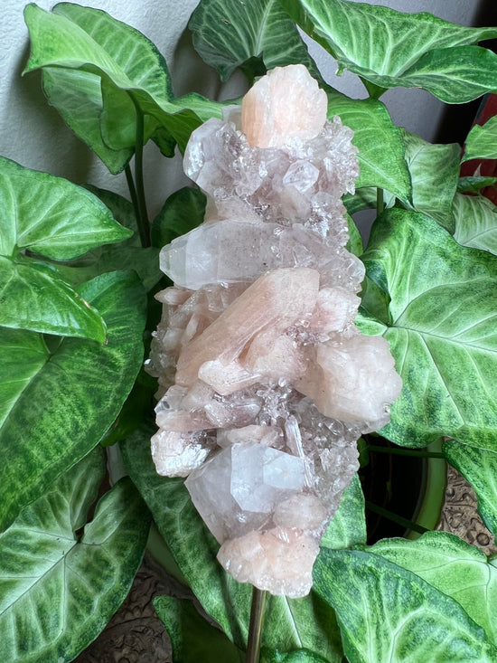 8/27 Premium Pink Apophyllite Plant Crystal