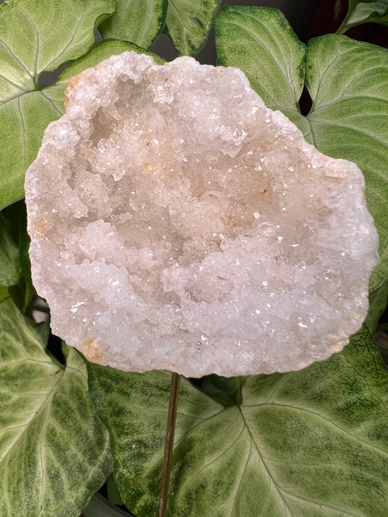 8/23 Moroccan Geode Plant Crystal