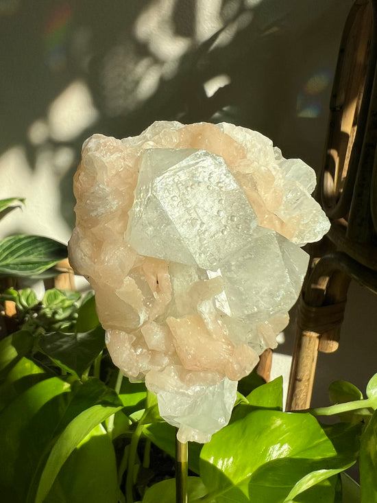 Peach Apophyllite and stillbite Plant Crystal