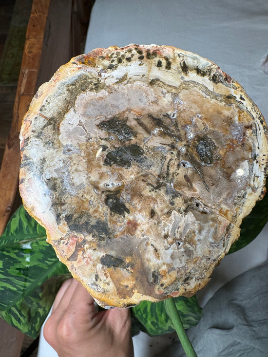 Reserved for Johana - petrified wood altar base