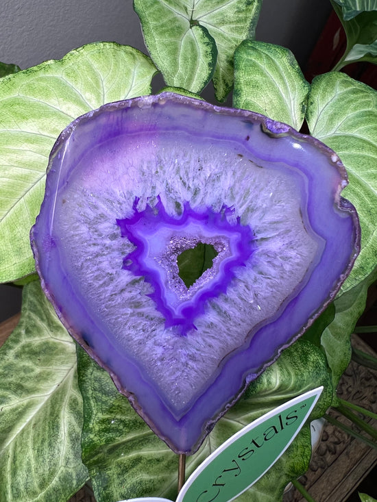 8/23 Purple Agate Plant Crystal