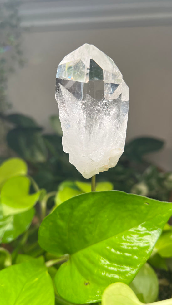 Clear Quartz Plant Crystal