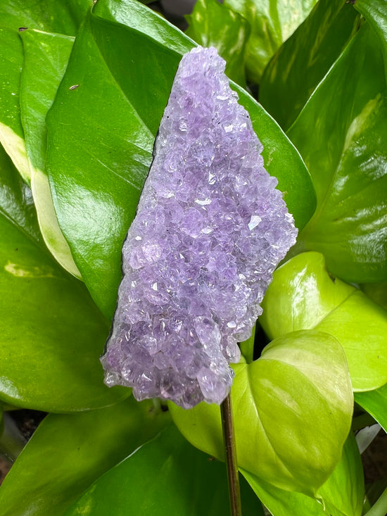 Mini Amethyst Cluster with natural Flower Plant Crystal