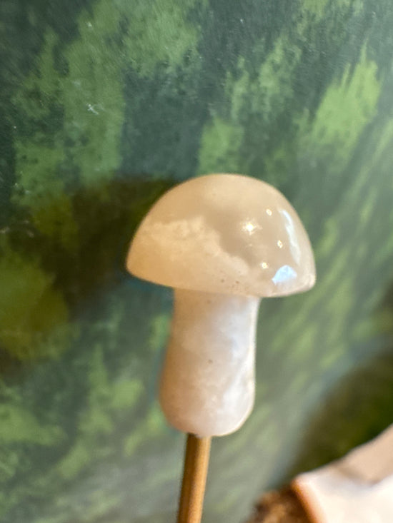 3/16 Mini Mushroom