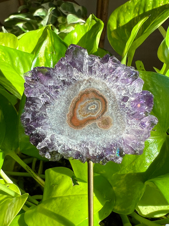 Deep Purple Amethyst Flower Plant Crystal