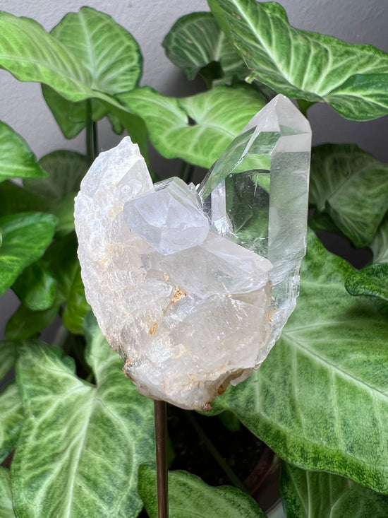 8/27 Clear Quartz Cluster Plant Crystal