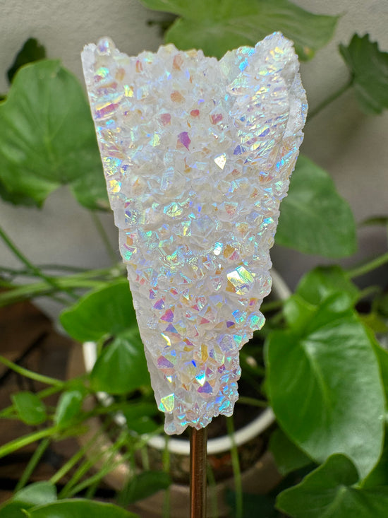 6/20 Mini Angel Aura