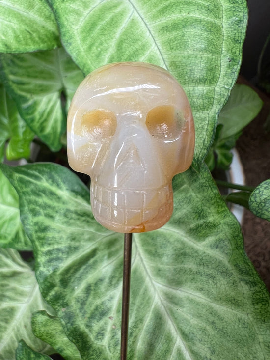 9/24 Skull Plant Crystal