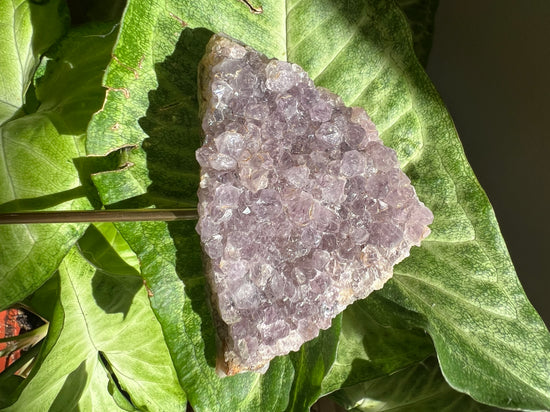 8/17 Amethyst Cluster Plant Crystal