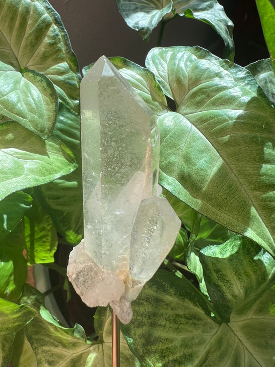 9/3 Garden Quartz Plant Crystal