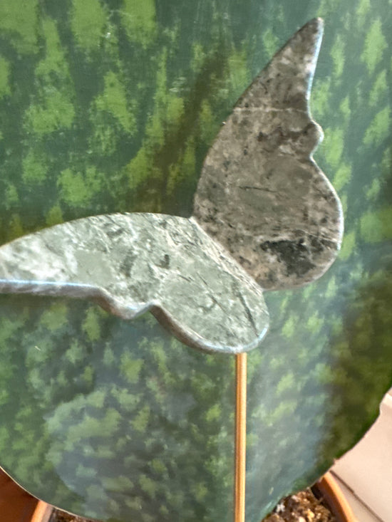 3/16 Jasper butterfly