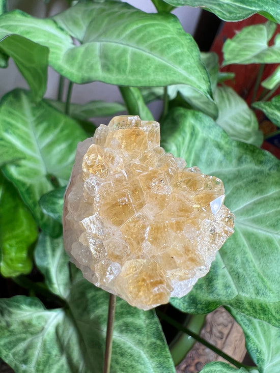 8/27 Citrine Plant Crystal