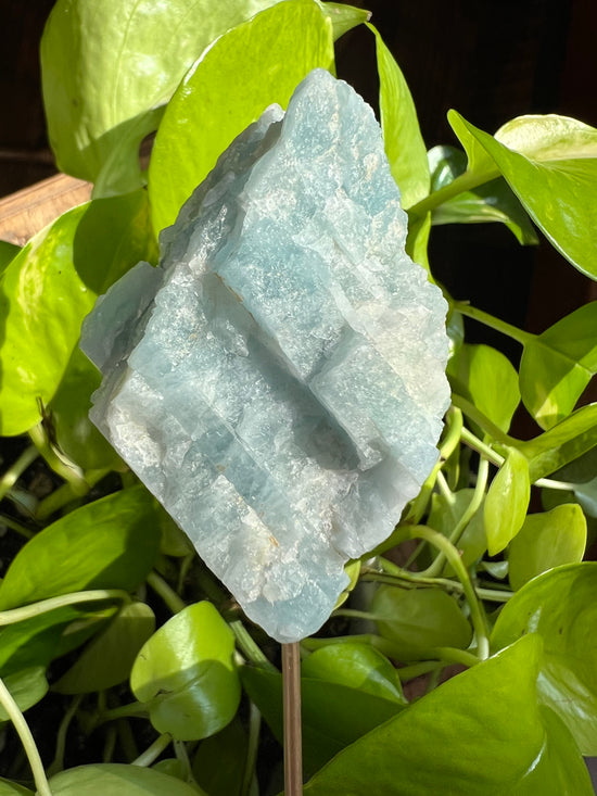 Light Wave Aquamarine Plant Crystal