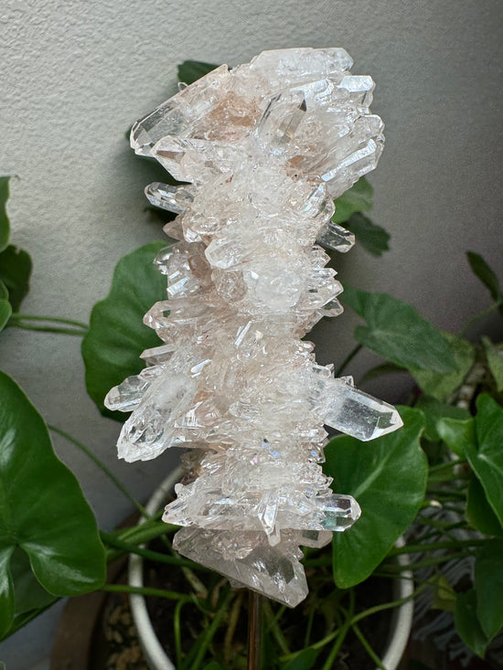 Solstice Pink Lemurian