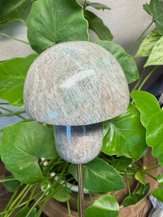 3/17 Amazonite Mushroom