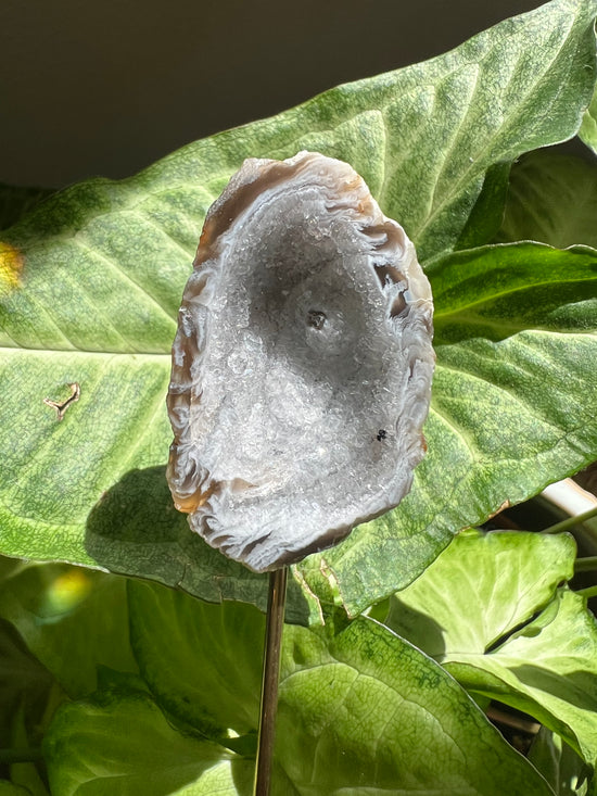 8/17 Geode Plant Crystal