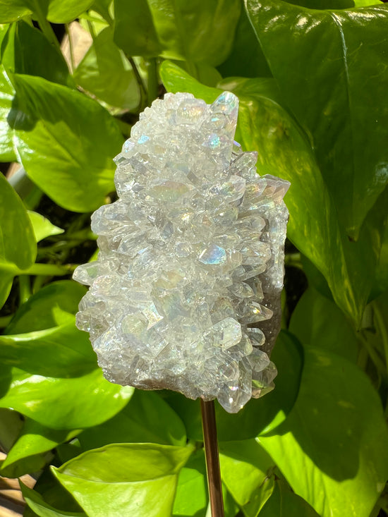 AAA Angel Aura Clear Quartz cluster Plant Crystal