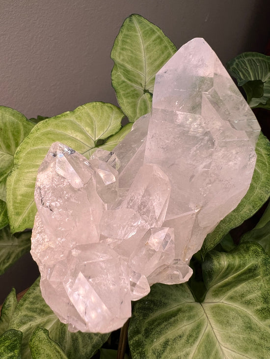 8/23 Giant Quartz Plant Crystal