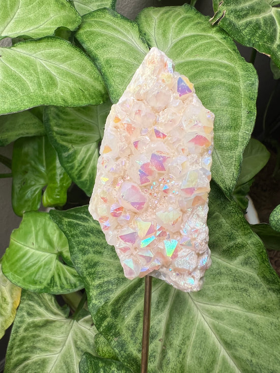 9/24 Angel Aura Plant Crystal