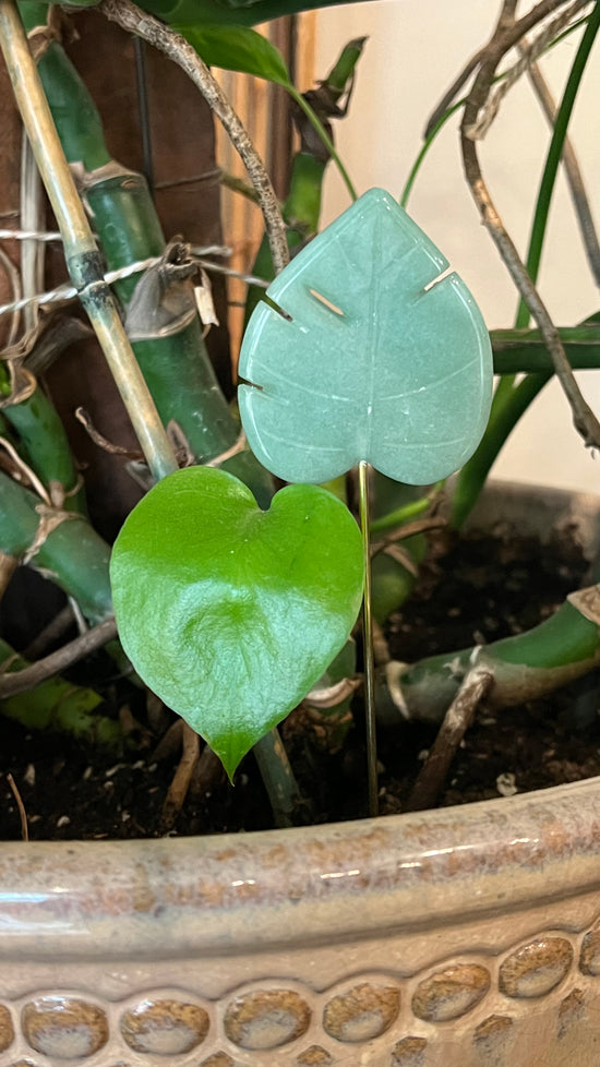 Green Aventurine Monstera Leaf Plant Crystal