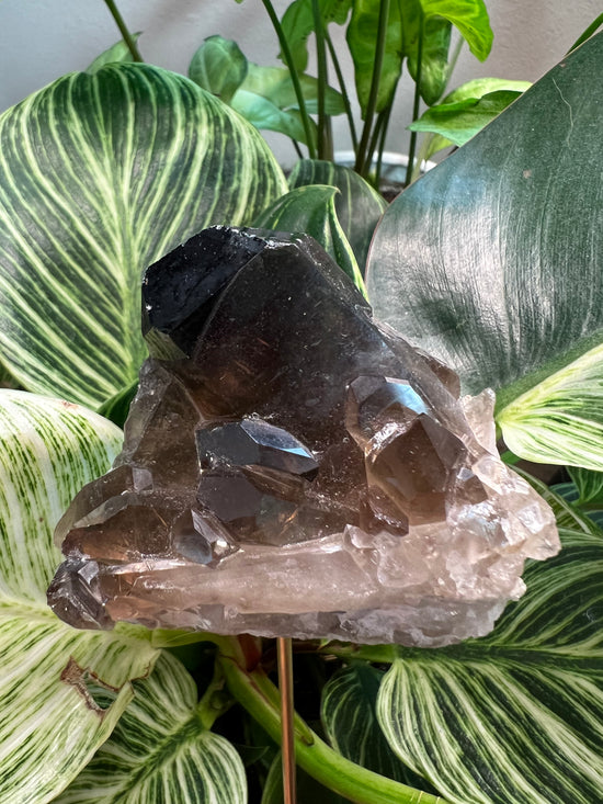 Midnight Smokey Quartz Cluster Plant Crystal