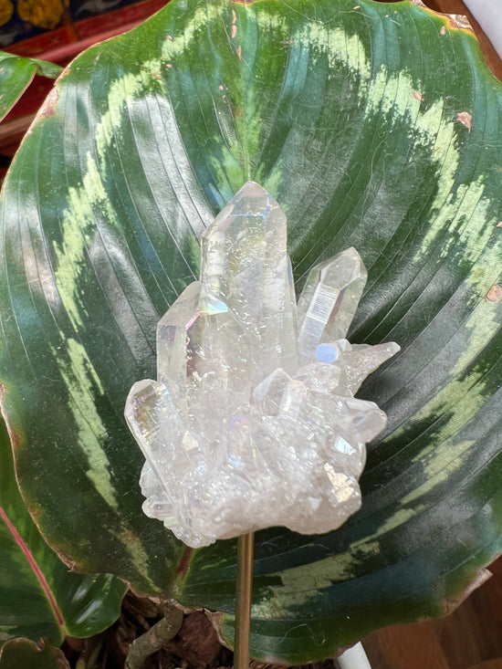 Angel Aura Cluster