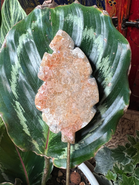 Drusy Quartz Leaf Plant Crystal