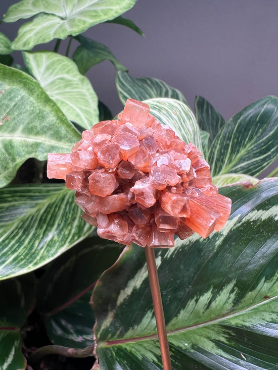 Aragonite