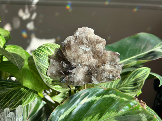 Blackjack Smokey Quartz Plant Crystal