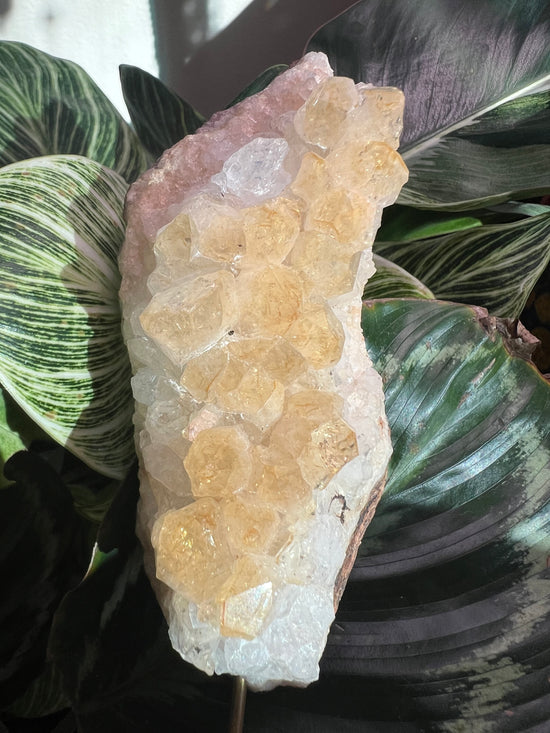 Large Citrine Cluster