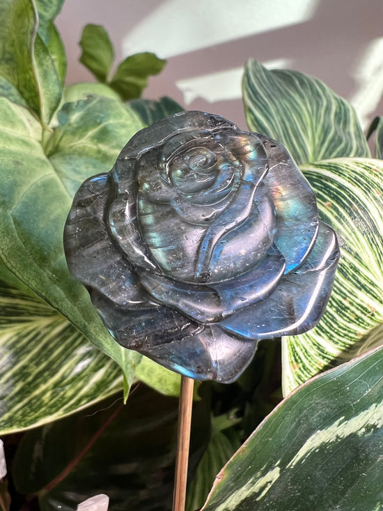 Labradorite Rose