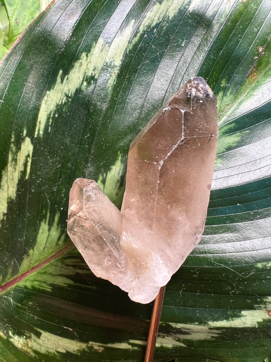 Oak Smokey Quartz Plant Crystal