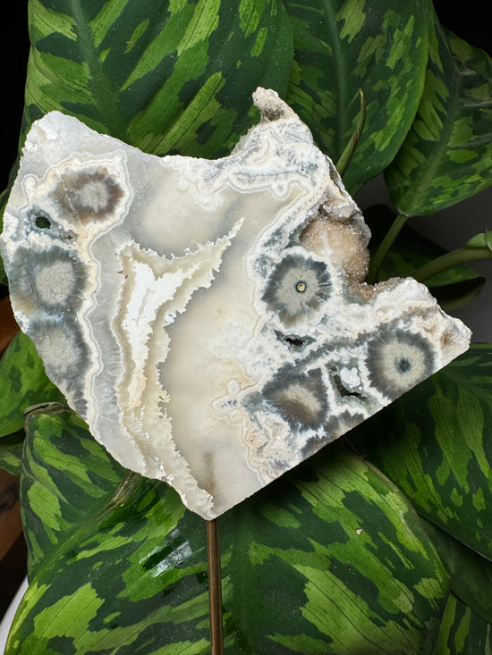 8/16 OJ and Flower Agate Slab