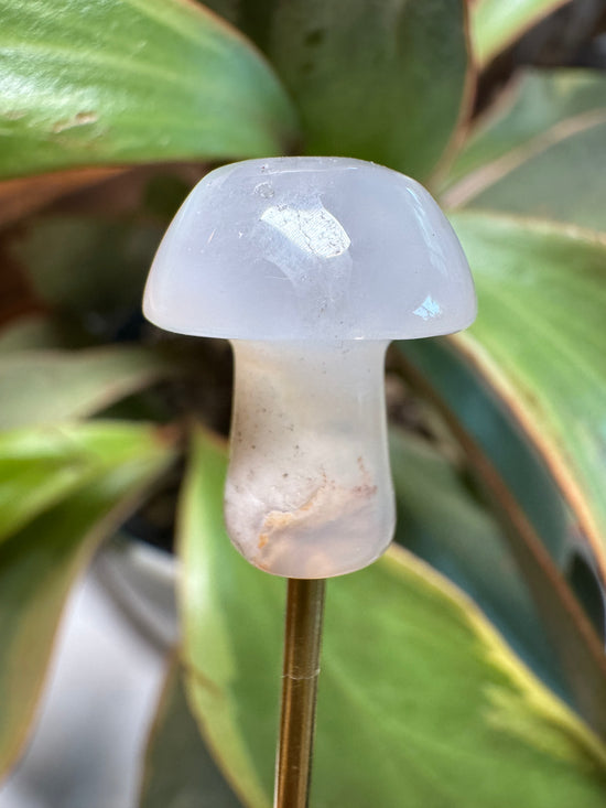 Mini Mushy + Giveaway Winner Kyanite + Free Mini Lemurian Gift