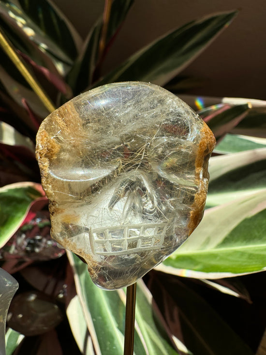 9/1 Gold Rutile Skull