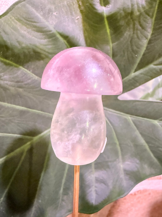 Reserved for Niki - 1 PC + Free Gift