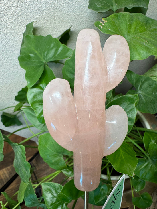 5/5 Rose Quartz Cactus