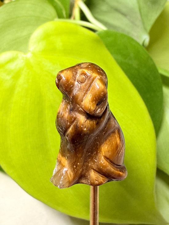 Goldie Tigers Eye Dog Mini