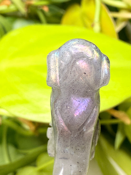 Cosmo Labradorite Dog Mini